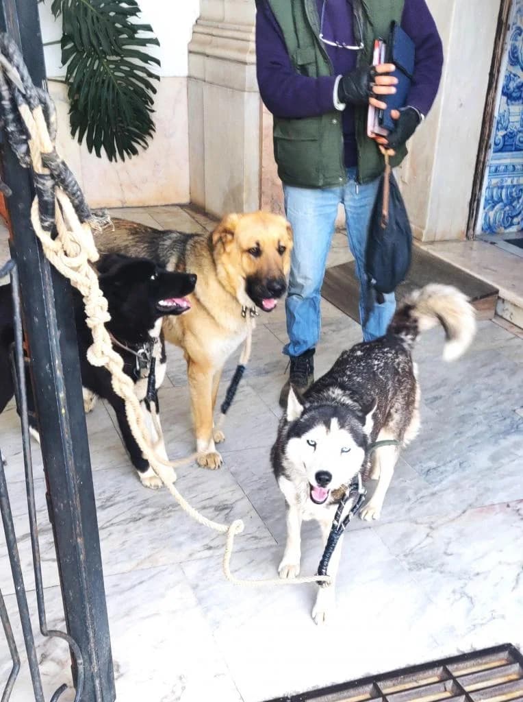 PETIFYC10935 photo 4