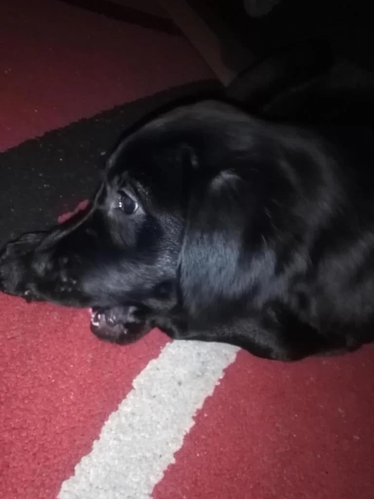 PETIFYC10935 photo 7