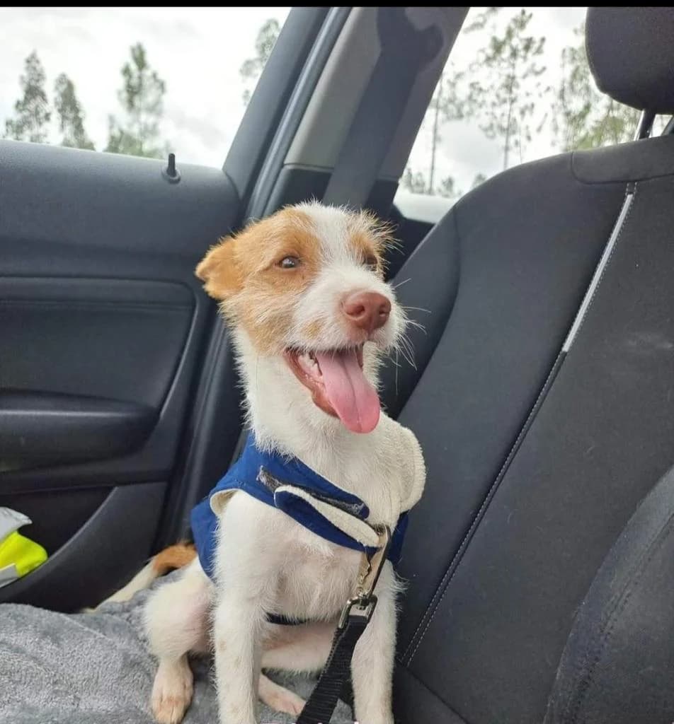 PETIFYC10935 photo 8