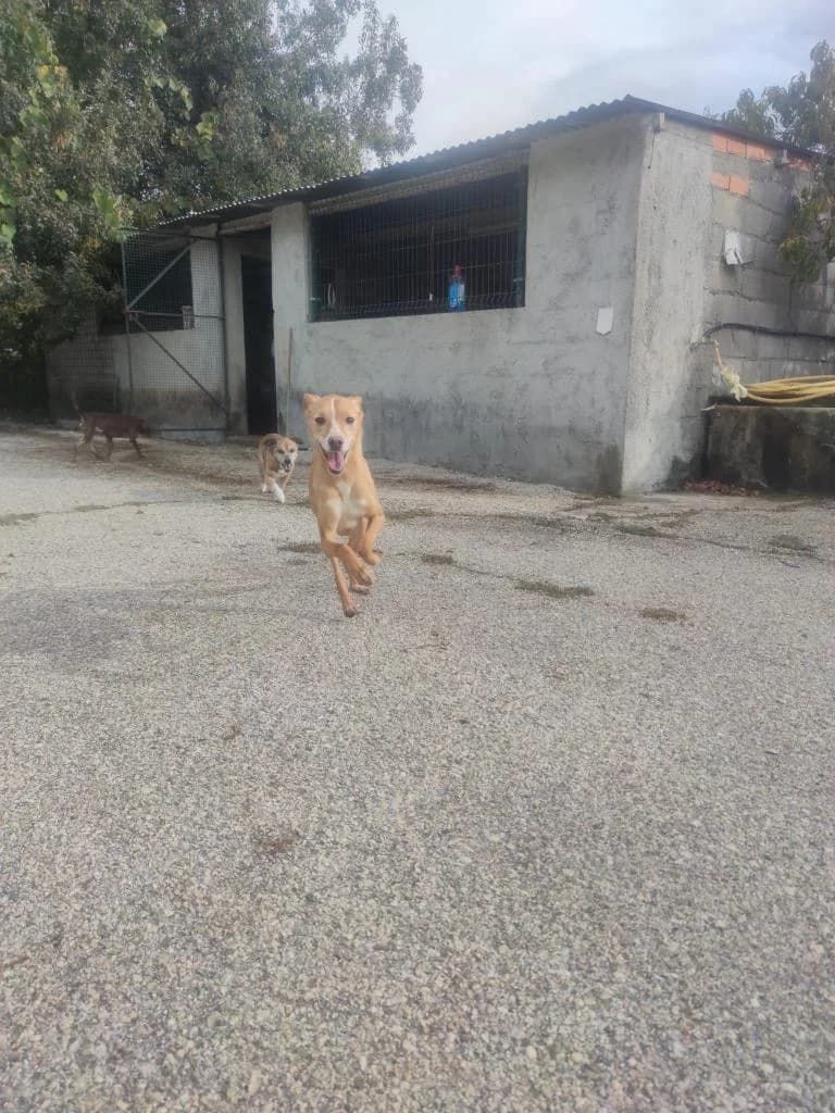 PETIFYC10959 photo 2