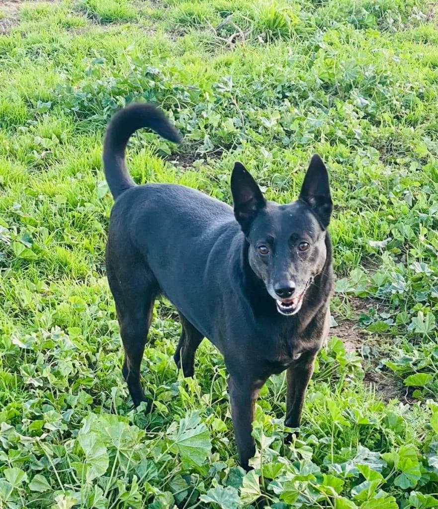 PETIFYC10959 photo 7