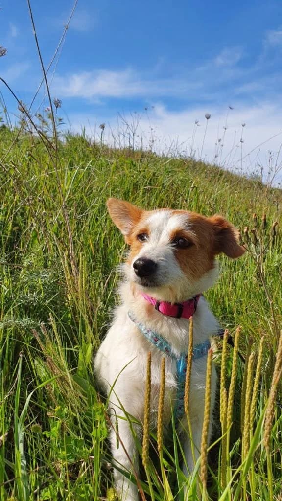 PETIFYC10959 photo 8