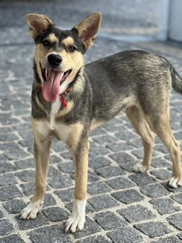 PETIFYC10963 photo 2