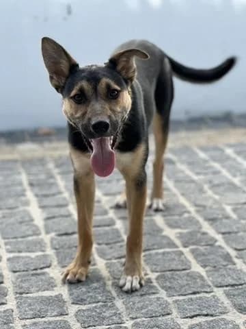 PETIFYC10963 photo 3