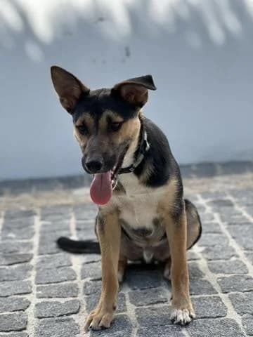 PETIFYC10963 photo 5