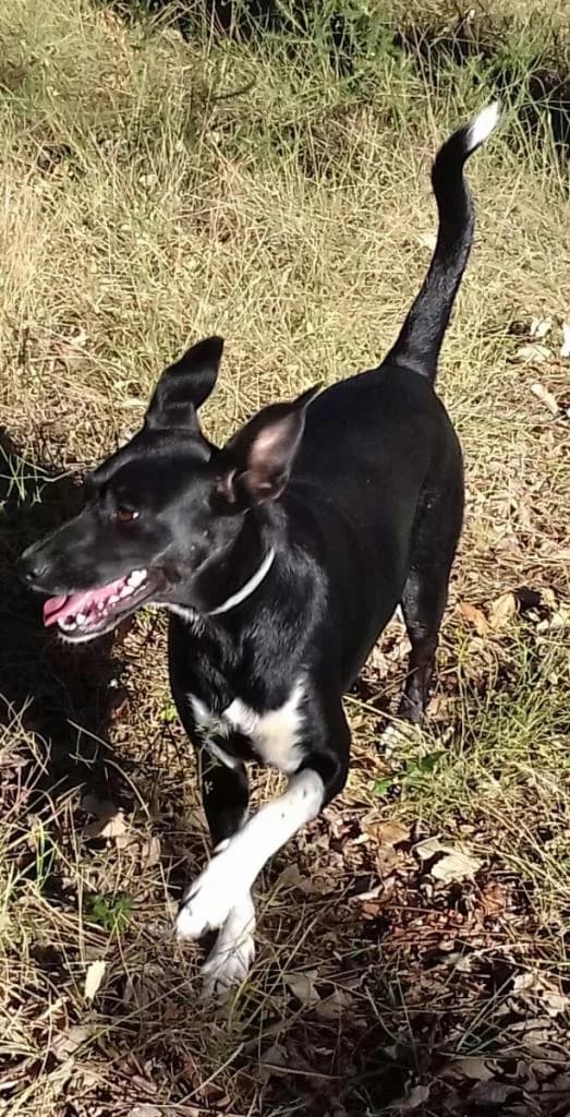 PETIFYC11002 photo 4