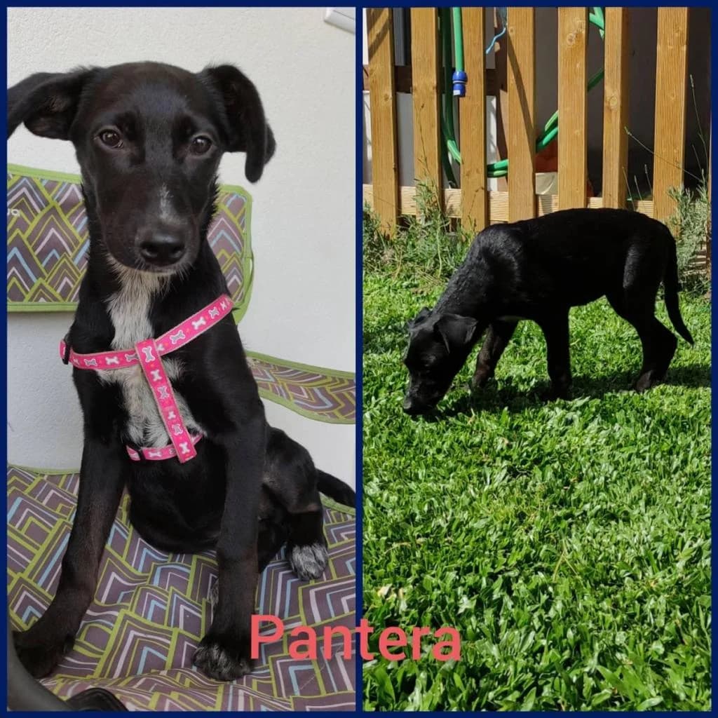 PETIFYC11002 photo 5