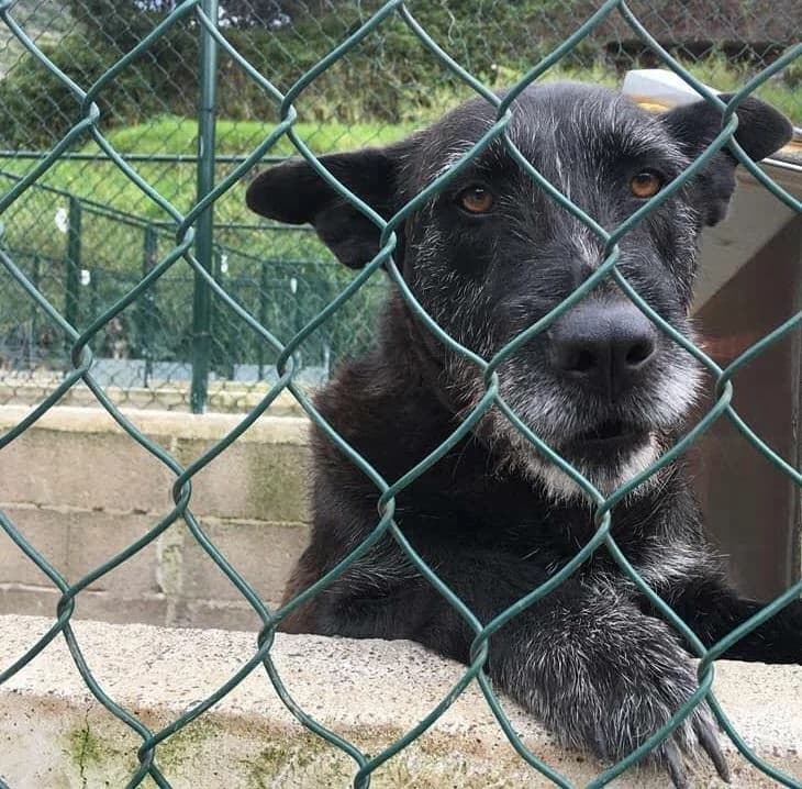 PETIFYC11002 photo 7