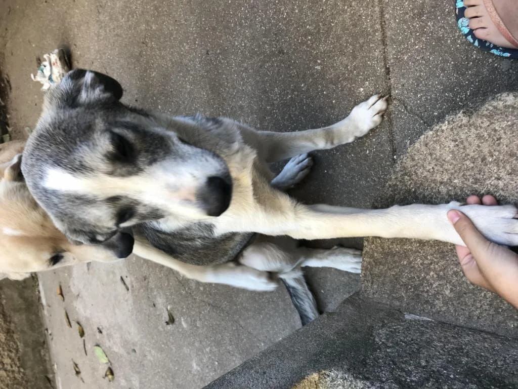 PETIFYC11002 photo 8