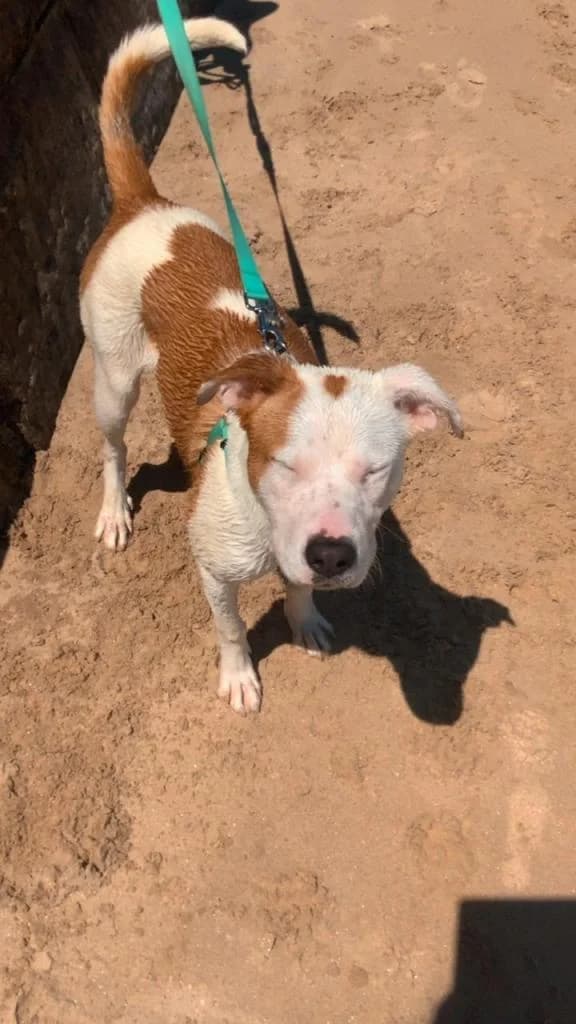 PETIFYC11008 photo 4