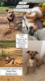 PETIFYC11008 photo 7