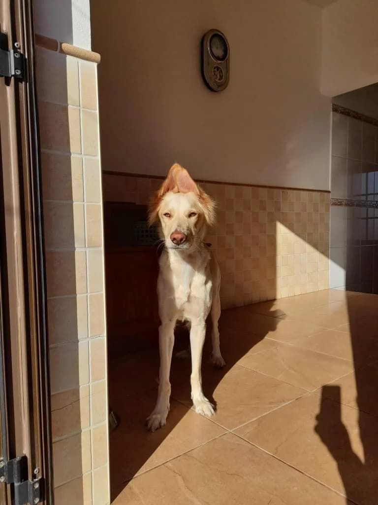 PETIFYC11008 photo 8