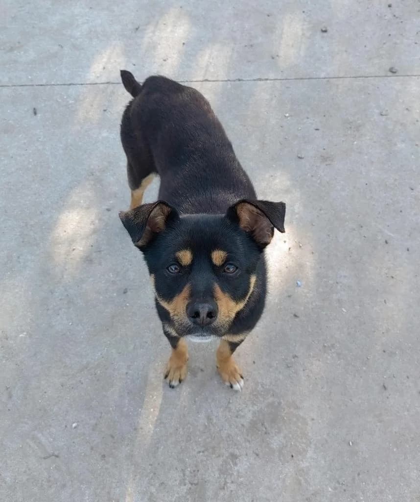 PETIFYC11012 photo 4