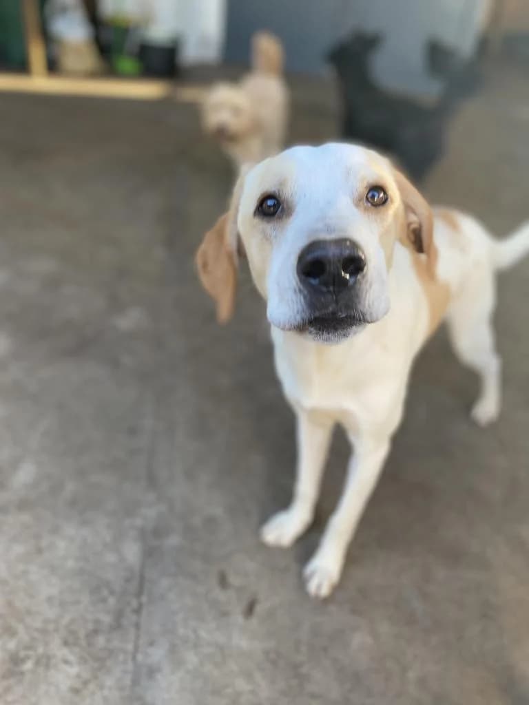 PETIFYC11012 photo 5