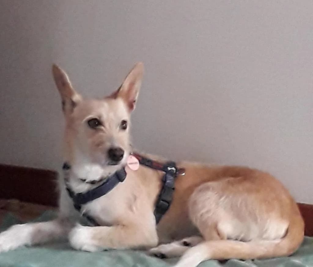 PETIFYC11012 photo 6