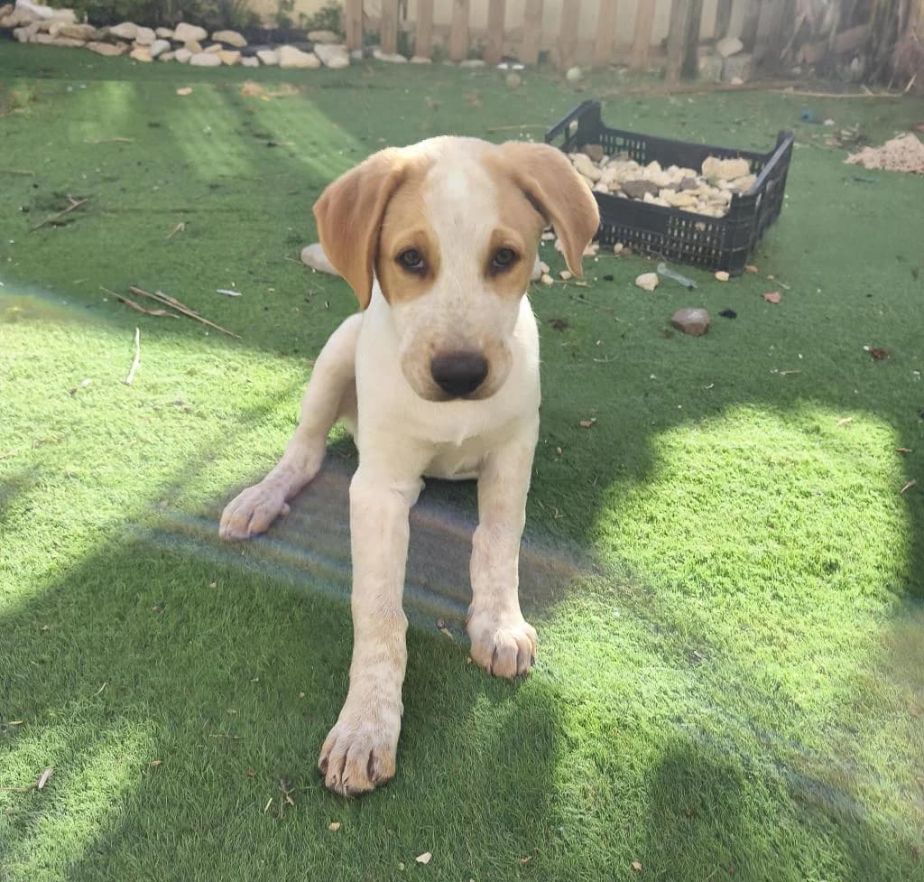 PETIFYC11012 photo 7