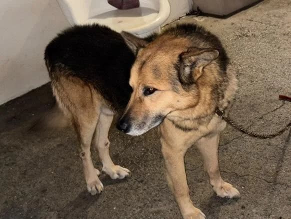 PETIFYC11017 photo 3