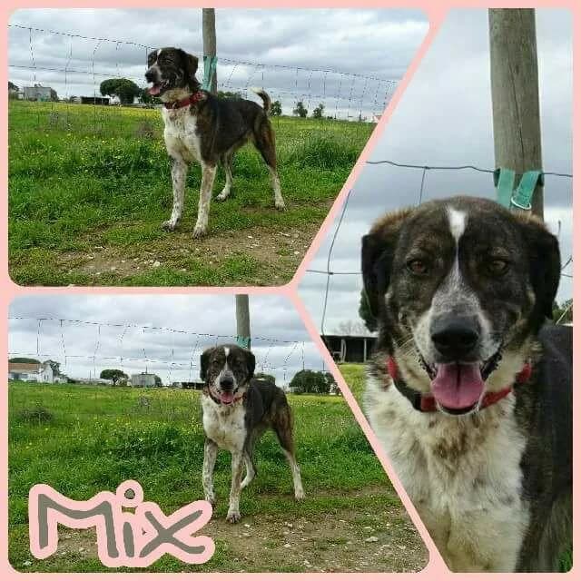 PETIFYC11017 photo 8