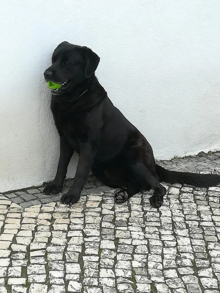 PETIFYC11023 photo 5