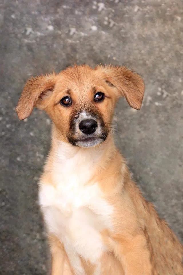 PETIFYC11023 photo 6