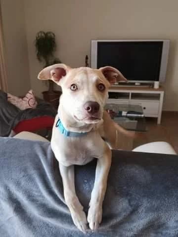 PETIFYC11023 photo 7