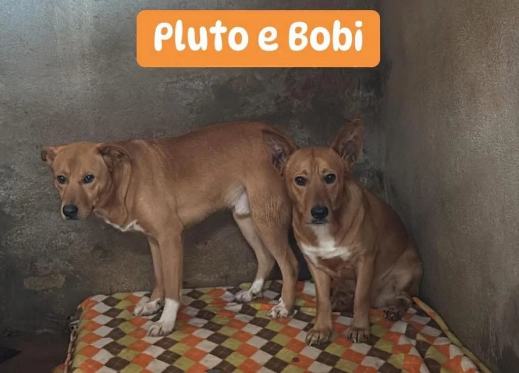 PETIFYC11023 photo 8