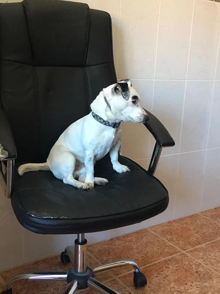 PETIFYC11024 photo 4