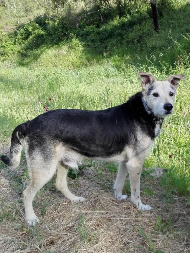 PETIFYC11024 photo 6