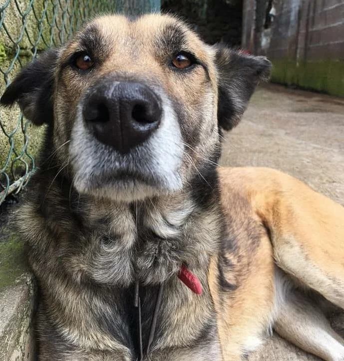 PETIFYC11024 photo 8