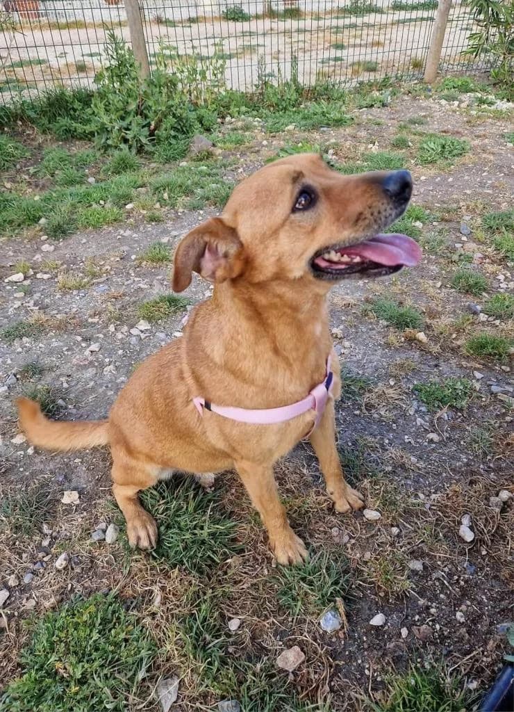 PETIFYC11025 photo 5