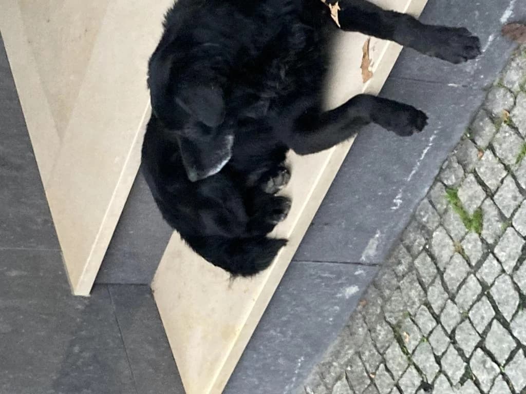 PETIFYC11025 photo 7