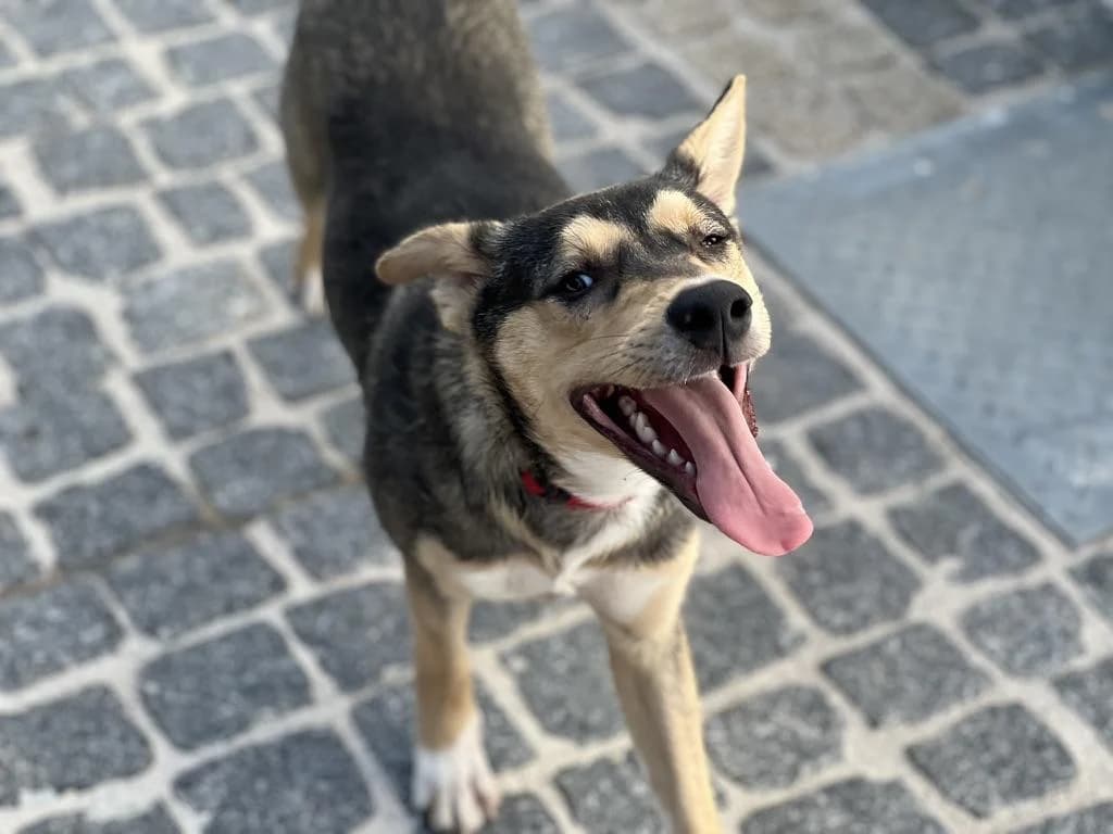 PETIFYC11029 photo 2