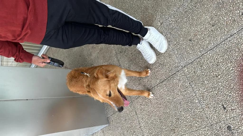 PETIFYC11029 photo 7