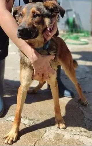 PETIFYC11029 photo 8