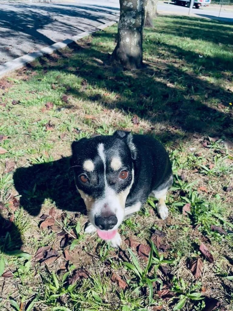 PETIFYC11036 photo 2