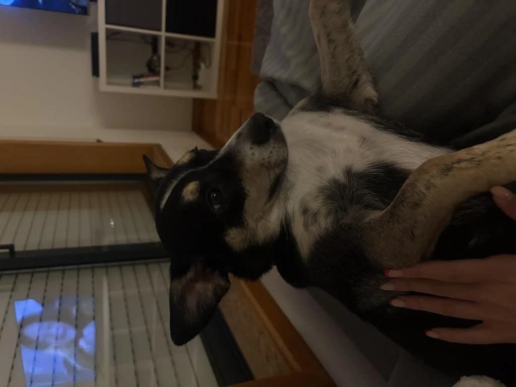 PETIFYC11036 photo 3