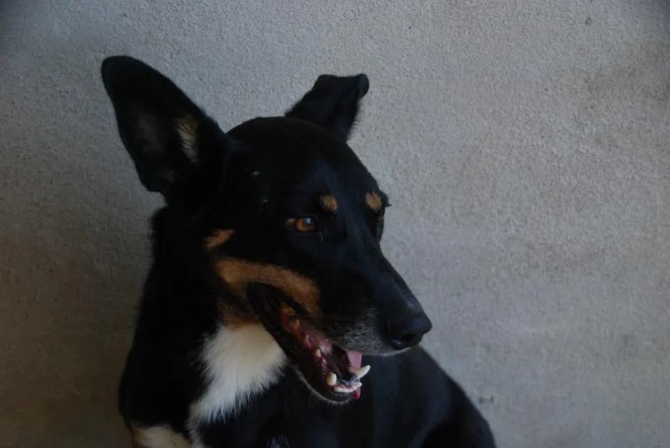 PETIFYC11036 photo 5