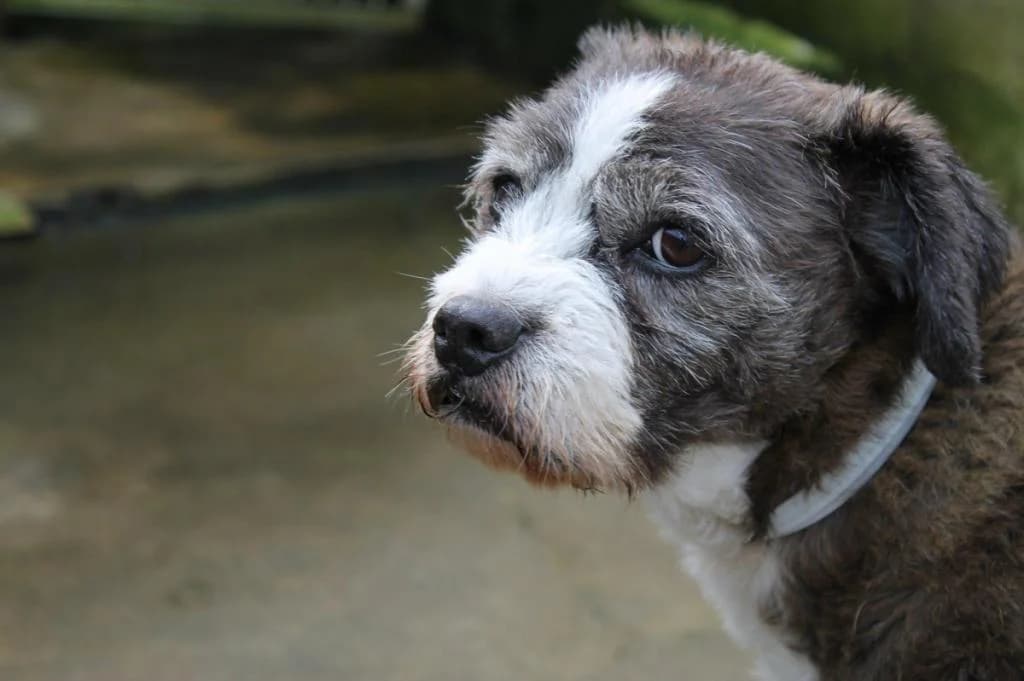 PETIFYC11036 photo 6