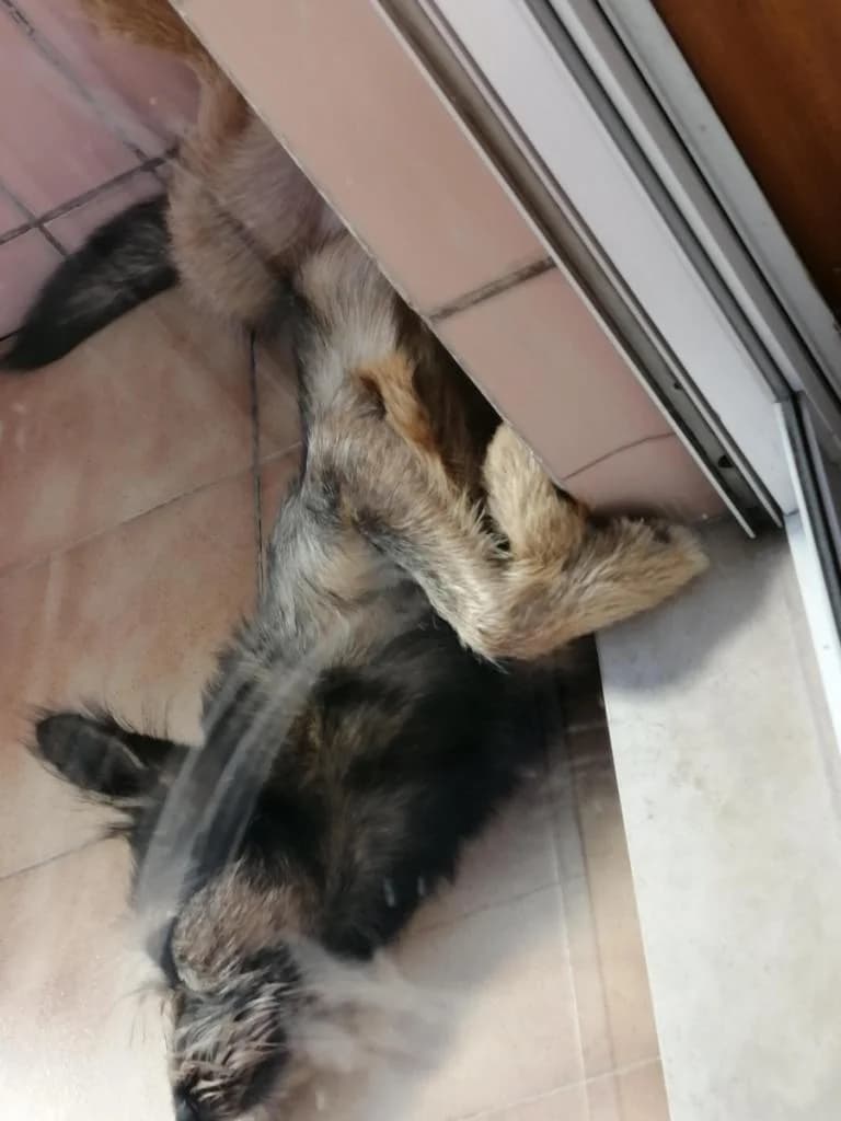 PETIFYC11036 photo 7