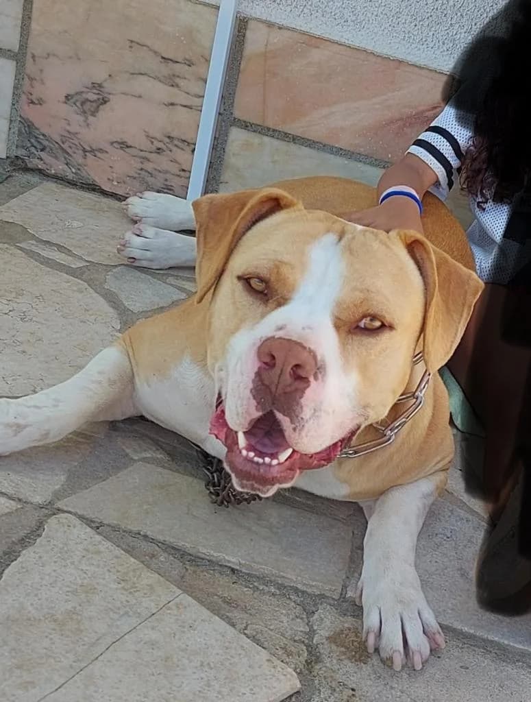 PETIFYC11039 photo 2