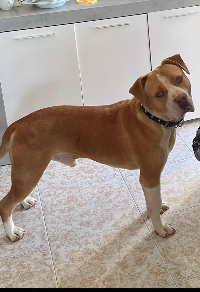 PETIFYC11039 photo 3