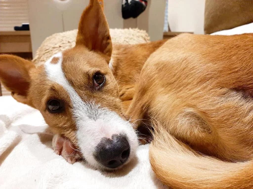 PETIFYC11039 photo 6