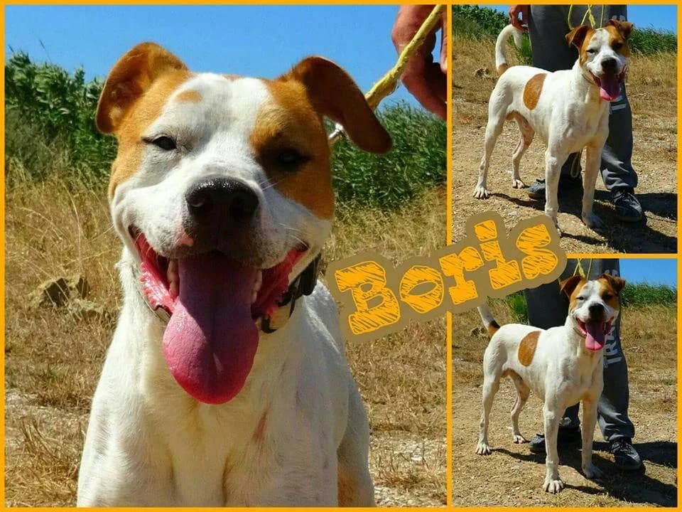 PETIFYC11039 photo 7