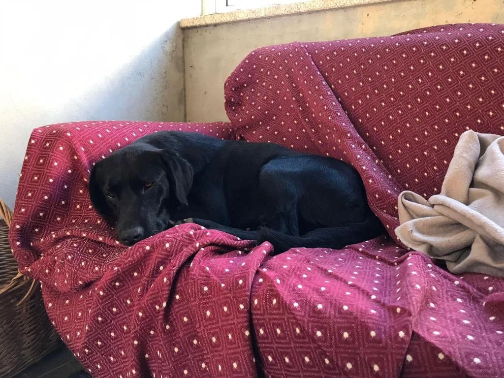 PETIFYC11039 photo 8