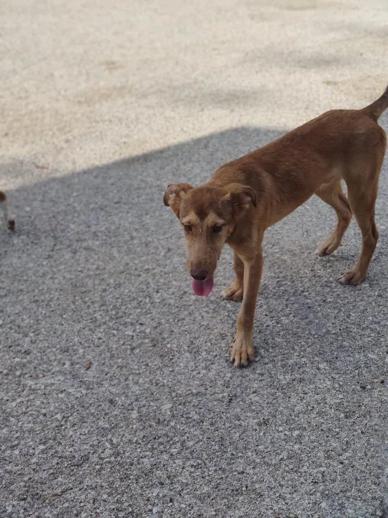 PETIFYC11040 photo 6