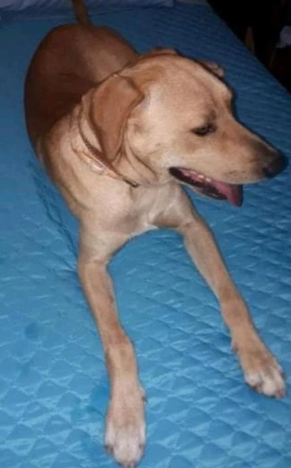 PETIFYC11040 photo 7