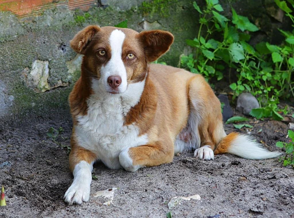 PETIFYC11040 photo 8