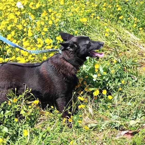 PETIFYC11062 photo 2