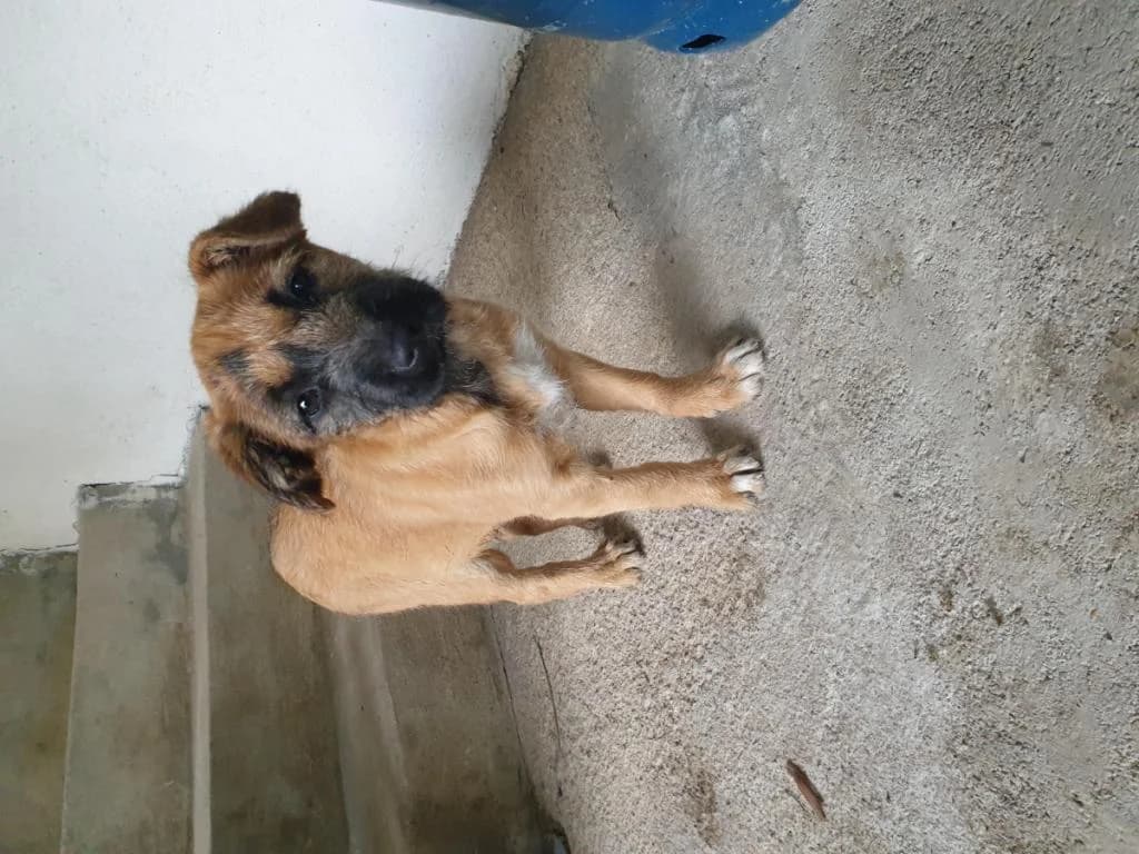 PETIFYC11062 photo 5