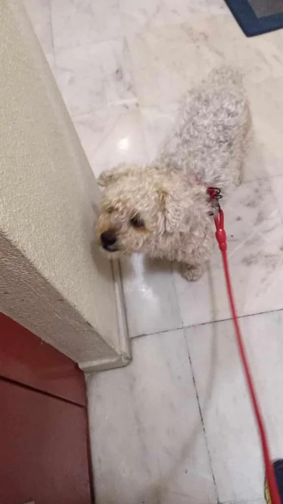 PETIFYC11076 photo 6